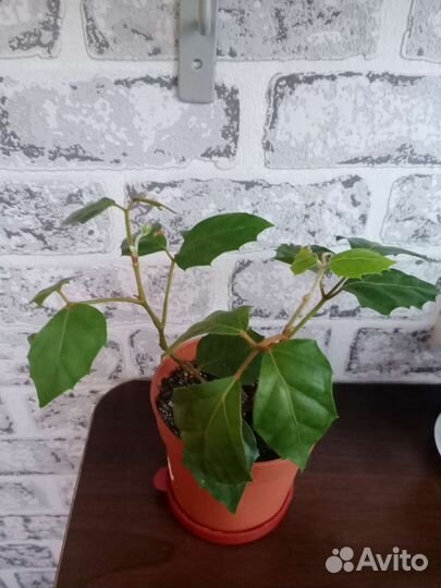 Циссус ромболистный