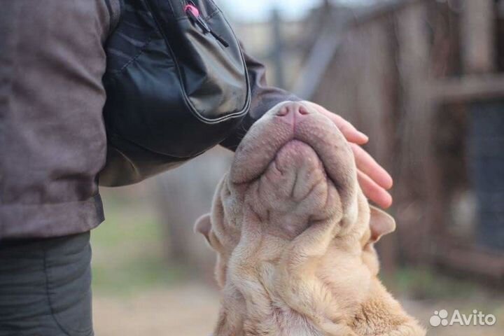 Достойная передержка для собак и кошек круглый год