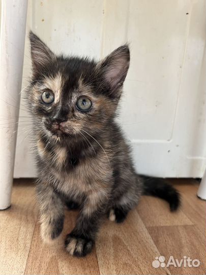 Котята в добрые руки даром