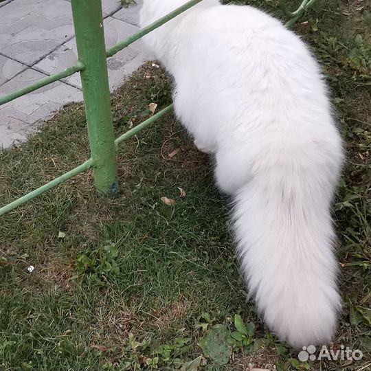 Шотландский кот на вязку