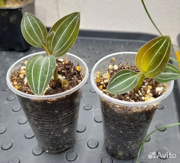 Орхидея лудизия