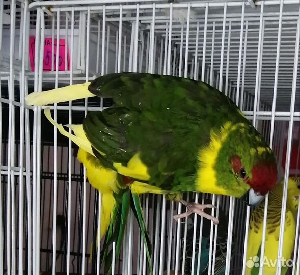 Попугай какарик и другие