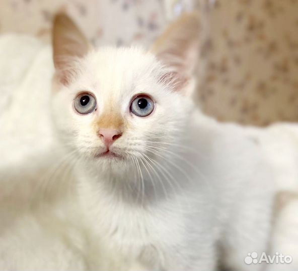 Котенок 1,5 месяца