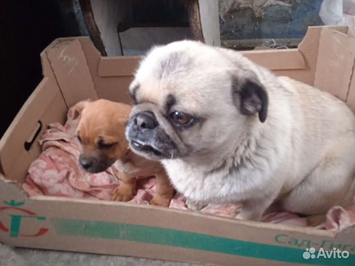 Отдам девочку 2,5 месяца