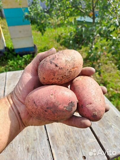 Картошка на завод