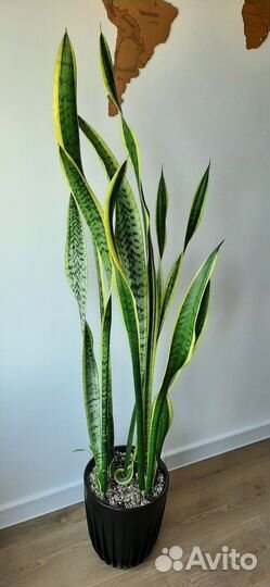 Сансевиерия лауренти