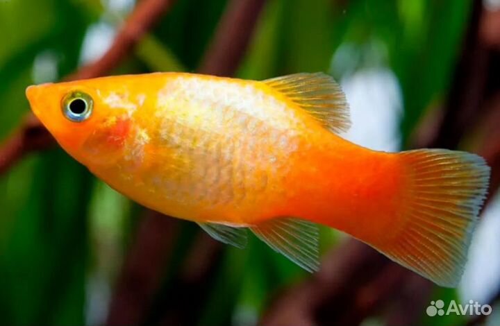 Продам аквариумную рыбу