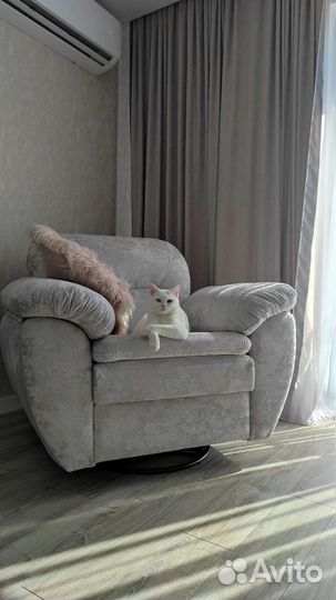 Кошка