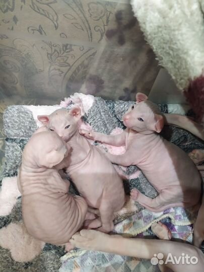 Донской сфинкс котята