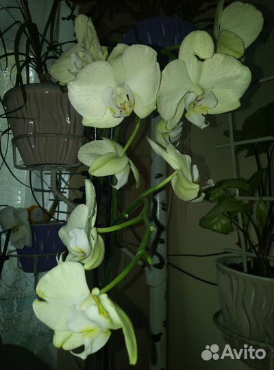 Орхидея фаленопсис обмен
