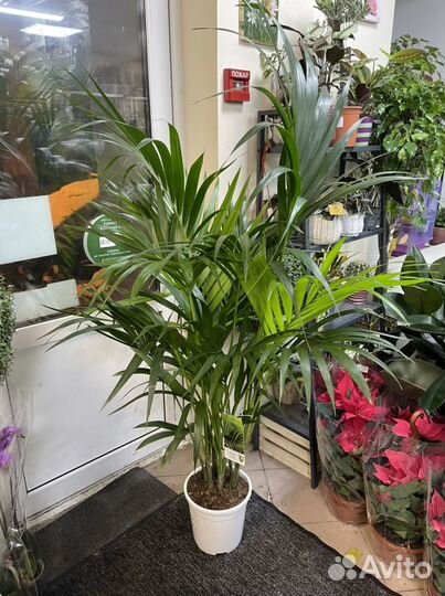 Пальма ховея 150/170см