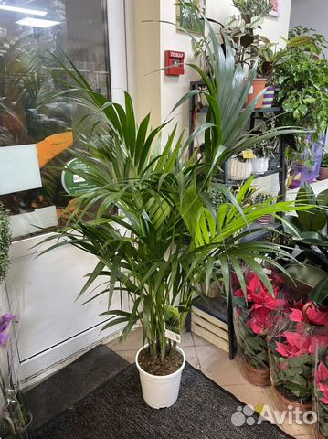 Пальма ховея 150/170см