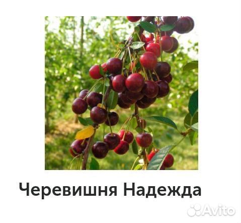 Вишня саженцы