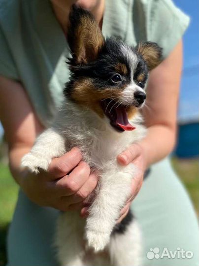 Щенки папийона