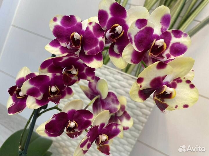 Орхидея фаленопсис