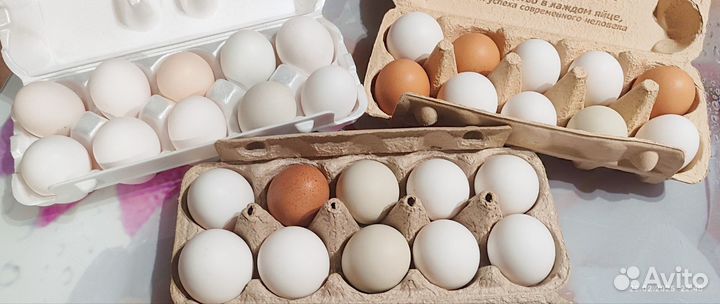 Цыплята кур несушек