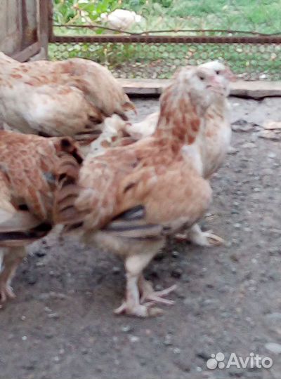 Домашняя птица