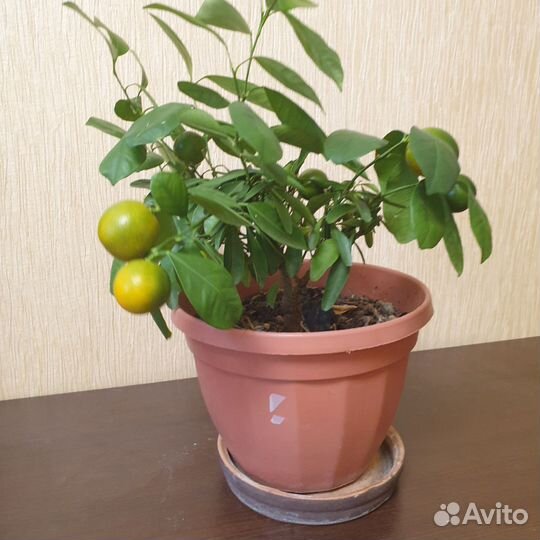 Продам мандариновое дерево