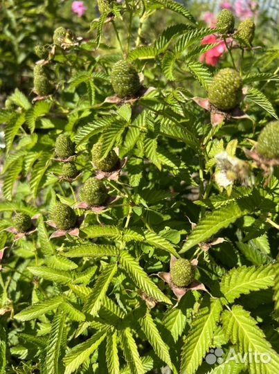 Тибетская малина