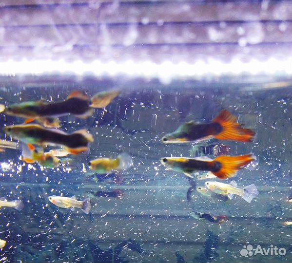 Рыбки Гуппи