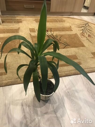 Пальма юкка