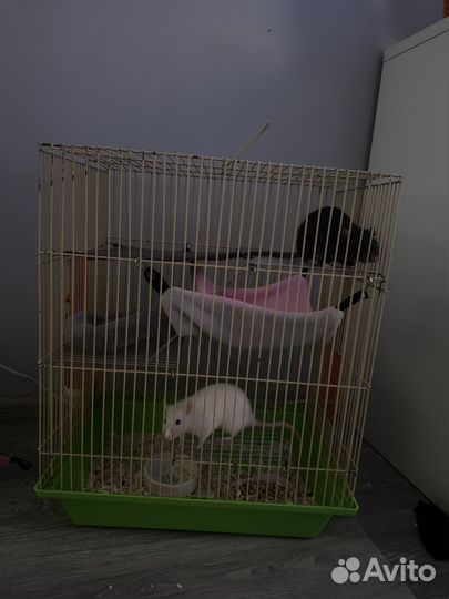 Крысы Дамбо девочки