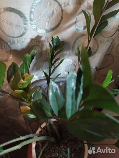 Замиокулькас