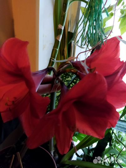 Гиппеаструм красный луковицы, белый семена