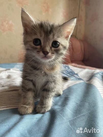 Котенок в добрые руки