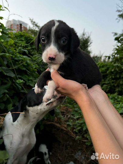 Щенки бесплатно