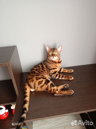 Бенгальский кот вязка
