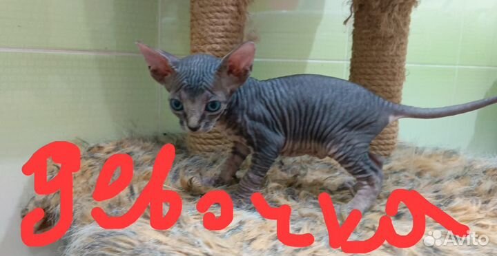 Канадский сфинкс