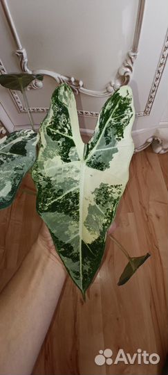 Алоказия Фрайдек Вариегатная материнское растение