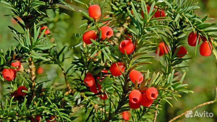 Тисс ягодный 