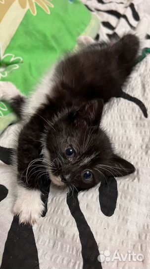 Котенок 2 месяца девочка