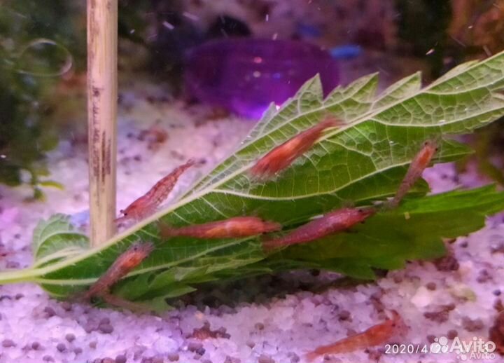 Рыбки живородящие,сомики, креветки