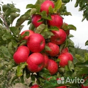 Летние, осенние, зимние сорта яблонь, саженцы зкс