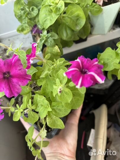 Петунья рассада в кассетах