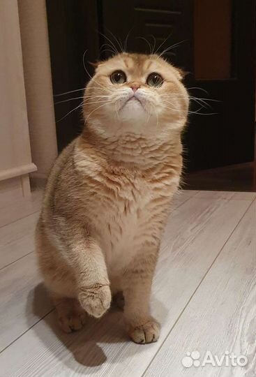 Шотландский вислоухий золотой кот.Вязка кошек