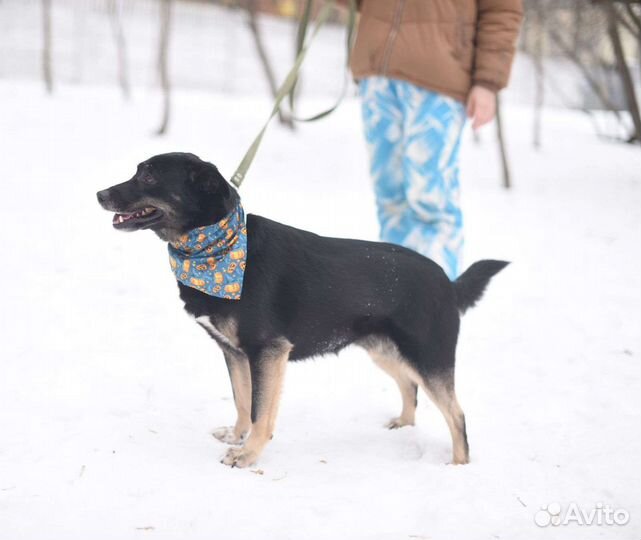 Багги хочет домой