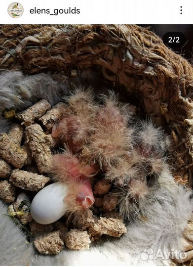 Зебровая амадина крупная