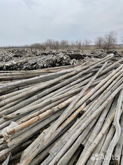 Кругляк дерево