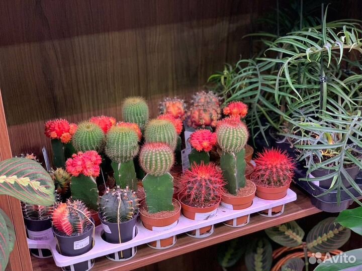 Эхинокактус (кактус) в ассортименте