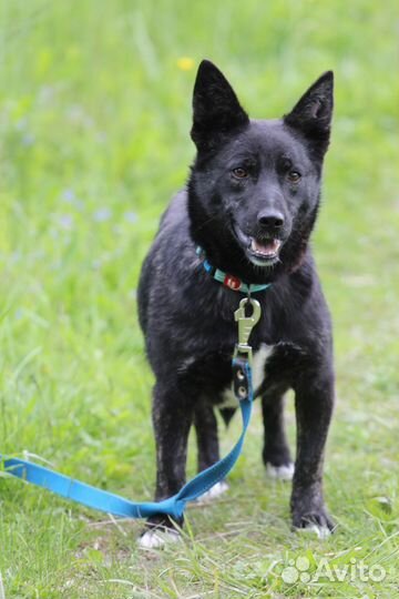 Собака Шерри