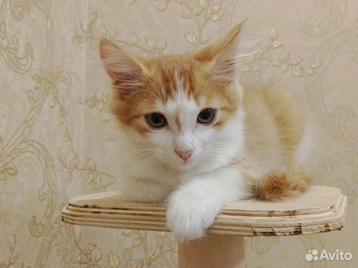 Продаю котенка