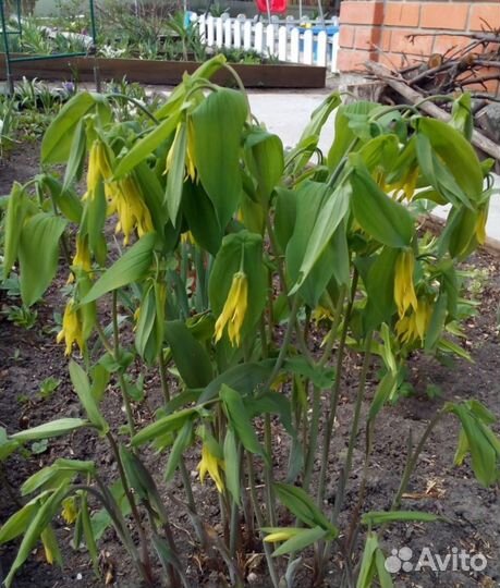 Многолетники