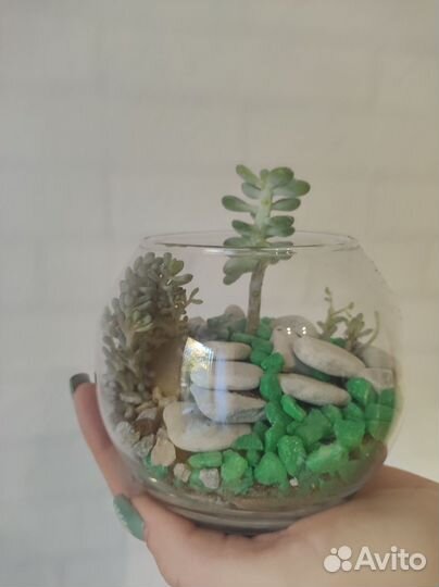 Флорариум шар