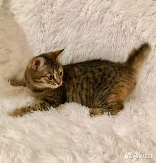 Котёнок девочка в добрые руки