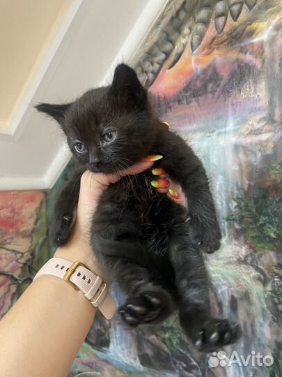 Котенок черный девочка