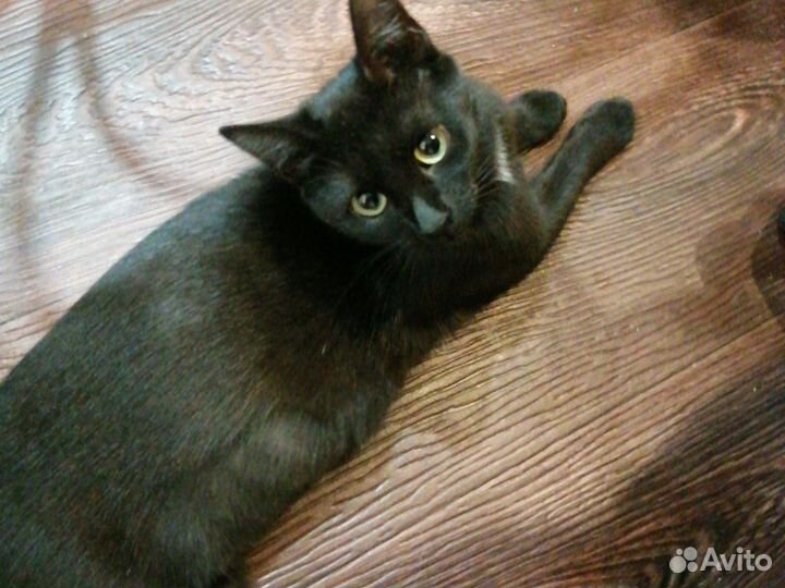 Кошка, стерилизована